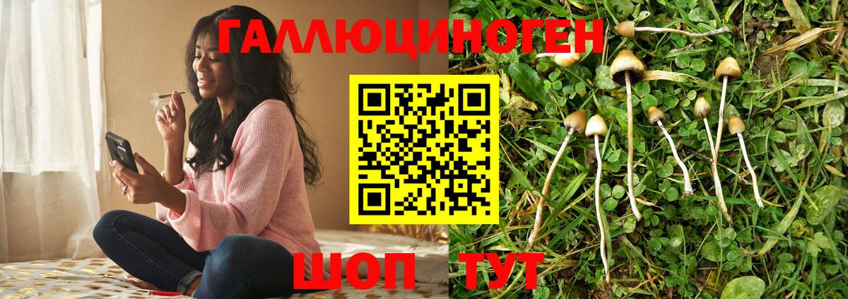 Галлюциногенные грибы Psilocybe Черняховск